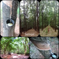 /album/galeria-de-fotos/seringal-jpg1/